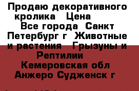 Продаю декоративного кролика › Цена ­ 500 - Все города, Санкт-Петербург г. Животные и растения » Грызуны и Рептилии   . Кемеровская обл.,Анжеро-Судженск г.